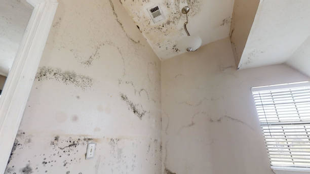 Best Post-Construction Mold Inspection  in Trafalgar, IN