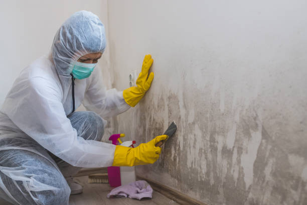 Mold Removal for HVAC Installations in Trafalgar, IN