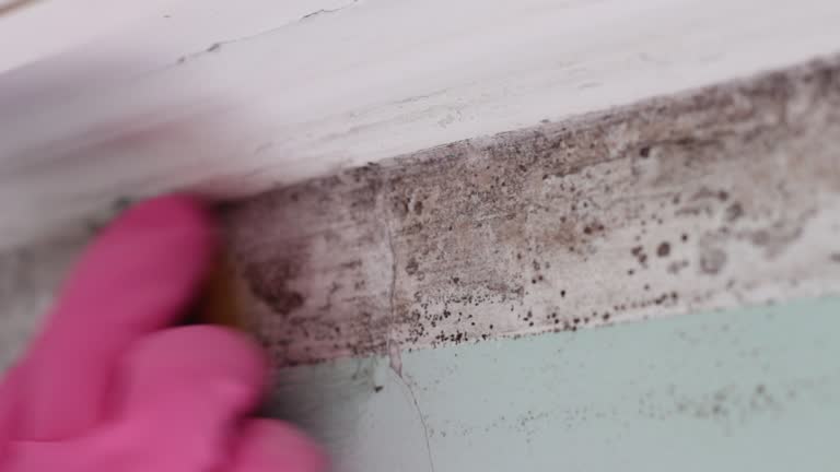 Trusted Trafalgar, IN Mold Removal Experts